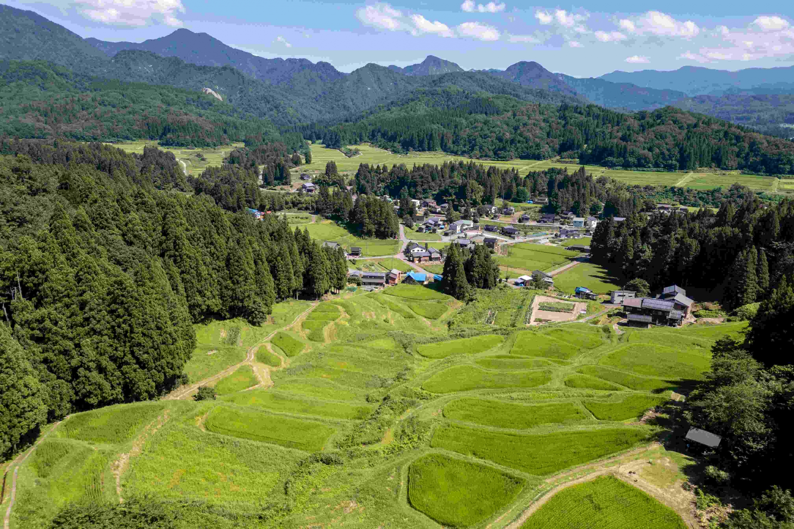 下田米 2